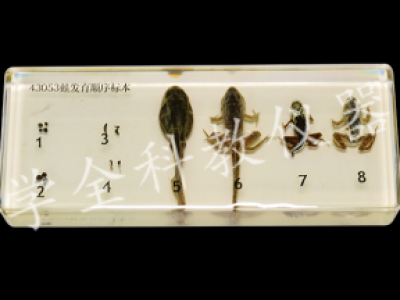 43053蛙發育順序標本
