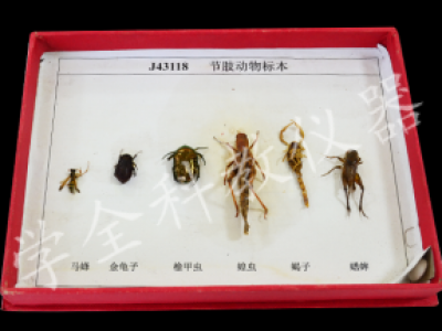 43118節肢動物標本
