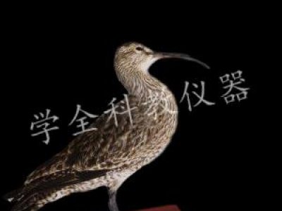 動物標本