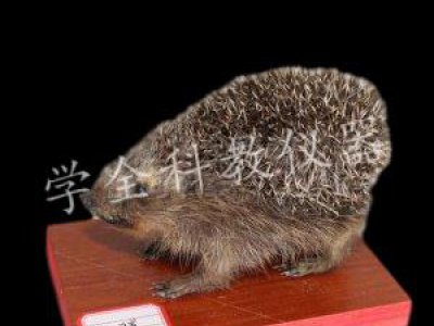 動物標本
