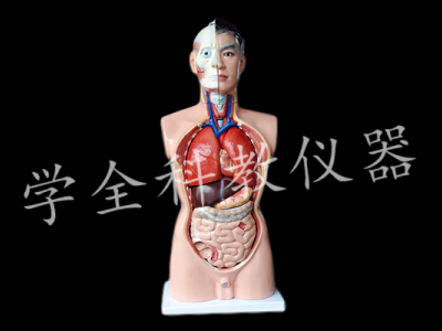 人體頭、頸軀干模型