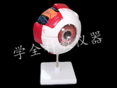 眼構造模型