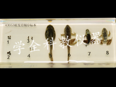 蛙發育順序標本