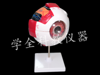 39054眼構造模型