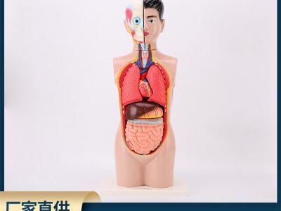 人體半身頭頸軀干模型醫學人體器官教學展示解剖演示生物科教儀器