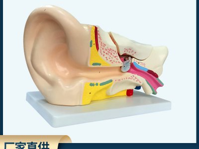 耳解剖模型 外中內耳部聽覺系統器官耳朵構造PVC生物教學醫學儀器