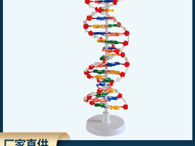 DNA教學結構模型 雙螺旋高中堿基對遺傳基因生物教學儀器模型