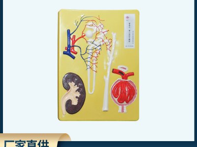 腎單位、腎小體模型 初中高中生物實驗器材 中學教學儀器
