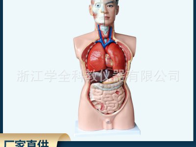 男性軀干人體器官模型人體內臟教學模型人體模型85cm高