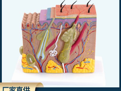 立體皮膚模型皮膚組織結構放大70倍人體皮膚醫學教學