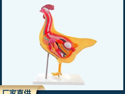 自然生物模型 教學儀器雞內部解剖模型