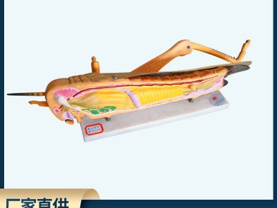 蝗蟲解剖模型 生物教學(xué)儀器教學(xué)可拆卸醫(yī)學(xué)教學(xué)演示