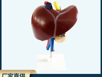 肝、十二指腸、胰臟模型 自然大生物醫療解剖