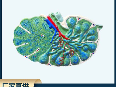 廠家直銷淋巴結放大模型 生物醫療初高中教學模型