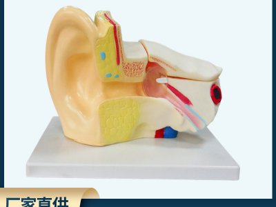 耳朵解剖模型 3倍放大耳朵形態結構模型 中小學中教學實驗器材