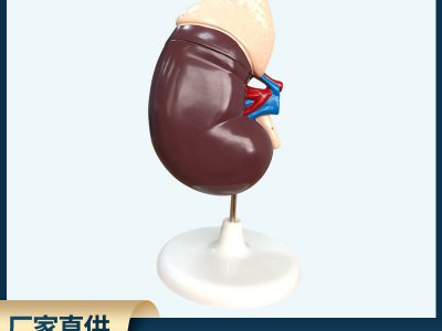 腎臟解剖模型帶胰腺演示生物儀器 學習教學醫院人體研究學校學教