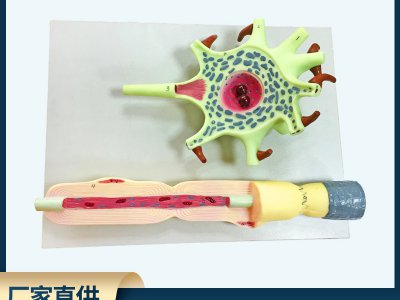 神經元模型教學儀器 神經元胞體和神經纖維結構放大模型