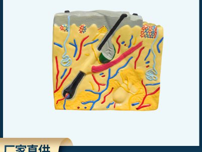 皮膚結構解剖模型平面 生物醫學演示教學培訓科教儀器