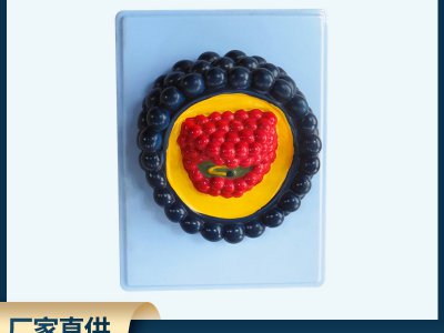 病毒模型 PVC材質制作安全放心 中小學生物教學儀器模型