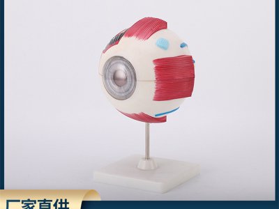 中學實驗眼球解剖模型生物模型人體眼球模型眼睛放大模型教學儀器