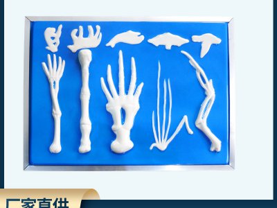 脊椎動物前肢骨骼比較模型 高中生物實驗教具 教學儀器