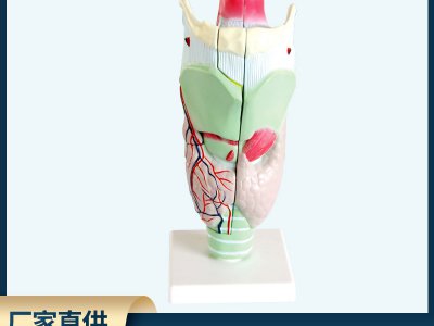 人體喉解剖模型兩部件可拆卸帶底座生物醫療解剖教學模型